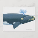 Recherche de baleines cartes postales Animaux