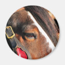 Recherche de chevaliers magnets Animaux
