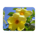 Recherche de dorée magnets Tropical