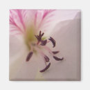 Suche nach pelargonie Flora