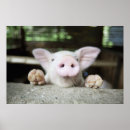 Suche nach tierporträts poster Tiere