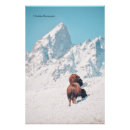 Suche nach bison foto poster Winter