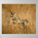 Suche nach serval poster Tier