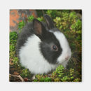 Recherche de lapin blanc magnets Pâques
