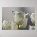 Recherche de tulipe blanche posters Fleurs blanches