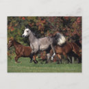 Suche nach arabische pferde postkarten Bob sprache