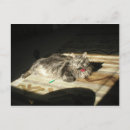 Suche nach regel postkarten Katzen