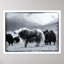 Suche nach himalaya poster Reise