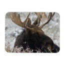 Suche nach moos magnete Usa