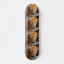 Recherche de chats skateboards Chien