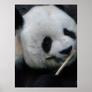 Suche nach panda kunst Schwarz weiß