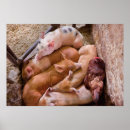 Suche nach mühe poster Tier
