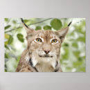 Recherche de lynx posters Kawaii