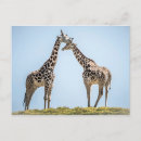 Recherche de portrait girafe cartes postales Girafes