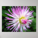 Suche nach dahlien poster Blume