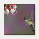 Suche nach kolibris magnete Archilochus colubris