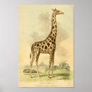 Suche nach kleine giraffe poster Vintag
