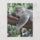 Recherche de endormi cartes postales Koala