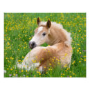 Recherche de cheval drôle posters Pour enfants