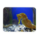 Recherche de aquarium magnets Bleu