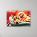 Suche nach chihuahua leinwandbilder Welpe