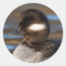 Suche nach schwarze ente aufkleber Wasservögel
