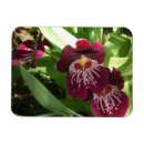 Suche nach orchideen blume magnete Natur