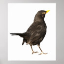 Suche nach schwarze vögel poster Vogelvogel