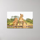 Suche nach afrikanischer löwe leinwandbilder Große katze