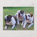 Suche nach american bulldog poster Tier