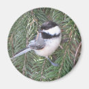 Suche nach kiefer magnete Vogel