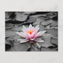 Recherche de lis blanc cartes postales Étang