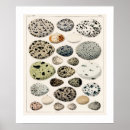 Recherche de oiseaux vintages posters Oeufs