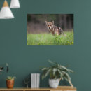 Suche nach coyote poster Naturfotografie