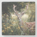 Recherche de buck dessous de verres Animal