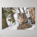 Recherche de lynx posters Neige