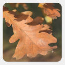 Suche nach eichen aufkleber Blätter