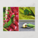 Recherche de ananas roses cartes postales Mignon