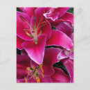 Recherche de lys cartes postales Tropical