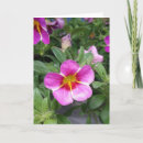 Recherche de pétunia Photographie