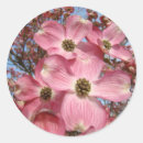 Suche nach hartriegelbaum Blume