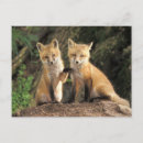 Recherche de terrier renard posters Fourrure