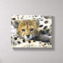 Suche nach gepard leinwandbilder Tiere