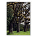 Suche nach altes wachstum Baum