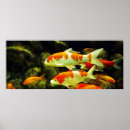 Suche nach koi fische poster Schön