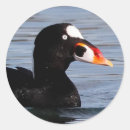 Recherche de drake autocollants Oiseau