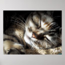 Recherche de yeux de tigre posters Vert