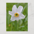 Recherche de narcisses cartes postales Fleur de printemps