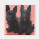 Suche nach scottish terrier magnete Welpe