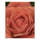 Suche nach peachy poster Rose